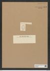 Asteromphalus wallichianus (Grev.) Ralfs. (de-Toni-Nr.: Genus 236, Species 5682) Zeichnungen Sammlung Grunow Nr. 9673 (NHMW-BOT-W0379609)